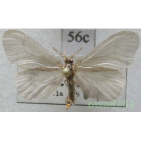 Sterrhopterix fusca (Haworth, 1809) Czech56c